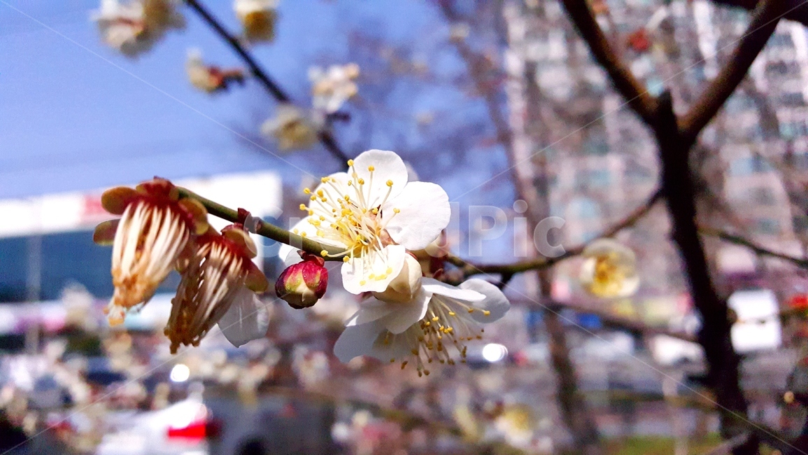 산책,꽃,벚꽃,꽃봉우리,나뭇가지,나무,아웃포커싱,클로즈업,길거리,자연,식물,배경