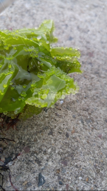 해조류,미역,알,청어알,바다,산란,식물,plant