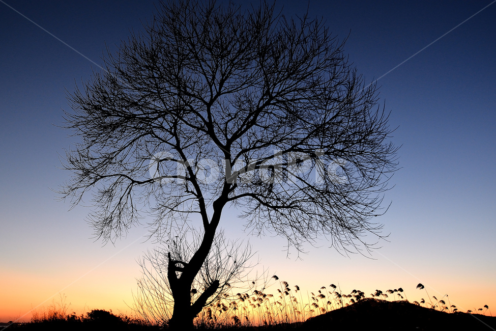 석양,풍경,야경,나무,노을,저녁,자연,자연,풍경,nature,landscape,실루엣,그림자,silhouette,shadow,tree,plant,식물