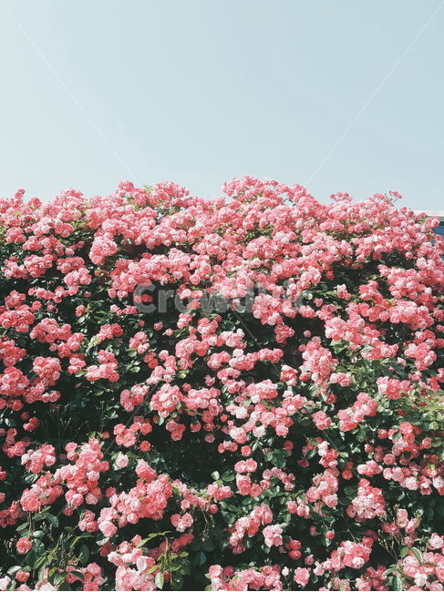 장미,꽃,자연,감성사진,rose,pink,flower,plants,식물,자연,plants,nature,꽃,flower,감성,sensible,feeling