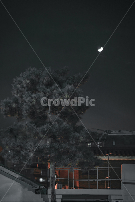 가로수,밤,달,자연,옥외,조용한,분위기,차분한,야경,밤,풍경,nightscape,night,landscape