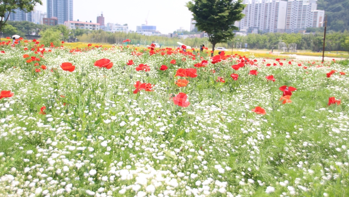 꽃,식물,양귀비,생태공원,화초,식물,자연,plants,nature,꽃,flower