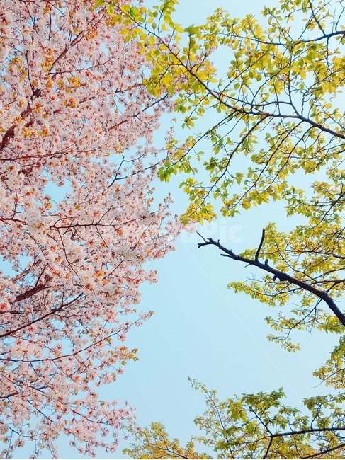 꽃나무,나무,벚꽃,벚꽃나무,봄과여름,감성,분위기,봄,계절,spring,season,자연,풍경,nature,landscape,plant,식물