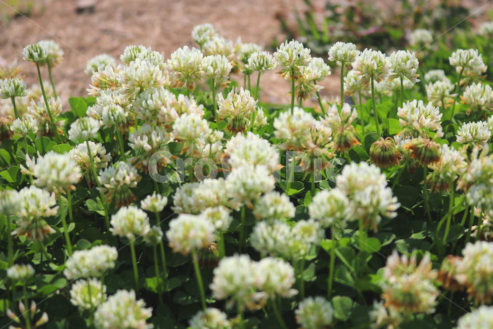 토끼풀,토끼풀꽃,꽃,크로버,식물,들꽃,야생화,자연,풀,식물,자연,plants,nature,꽃,flower