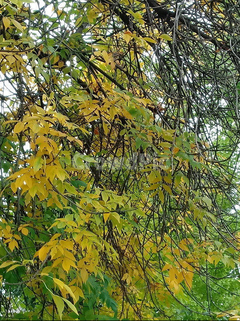 나무,단풍,plant,tree,leaf,잎,나뭇잎,나무줄기,maple,treetrunk,식물,자연,plants,nature