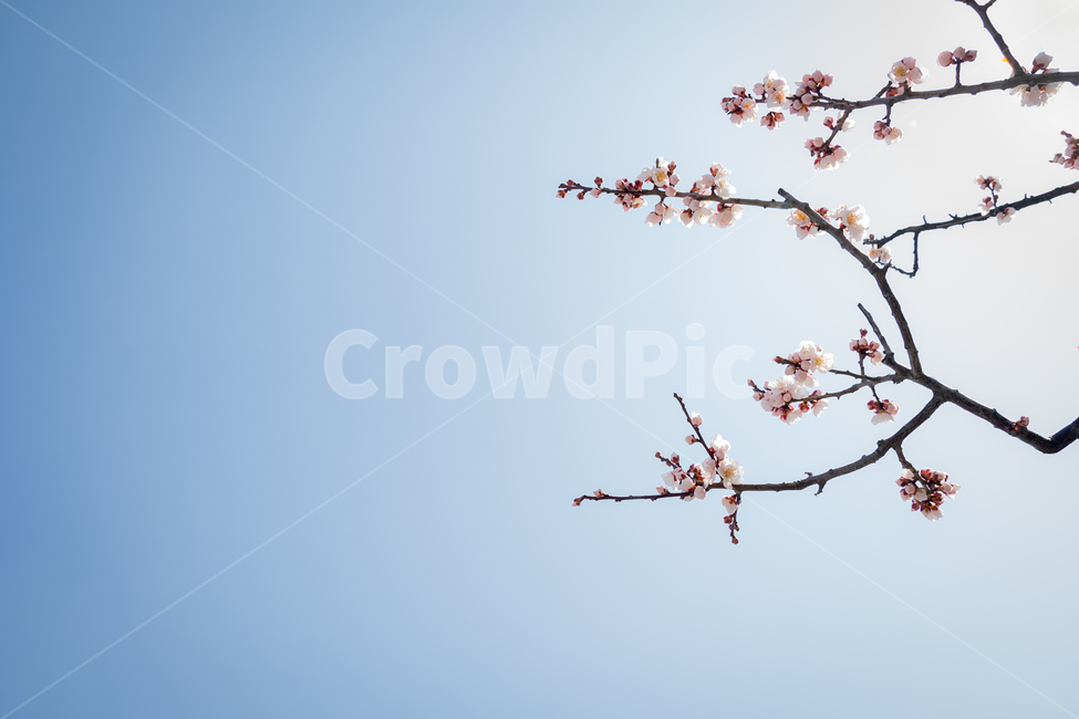 봄,매화,매화꽃,꽃,봄꽃,하늘,spring,flower,식물,풍경,자연,natural,landscape,경치,봄,계절,spring,season,식물,자연,plants,nature,꽃,flower,plant,blossom
