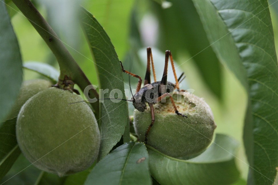 갈색여치,갈색여치암컷,해충,날개퇴화,곤충,자연,벌레,동물,animal,곤충,벌레,insect,bug