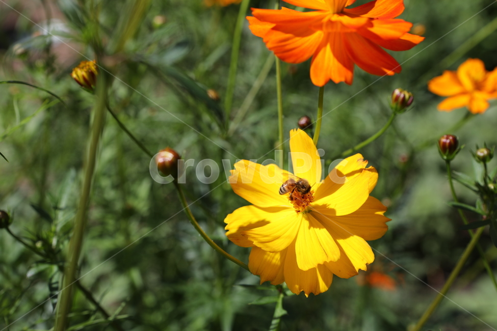 꽃,코스모스,벌,꽃밭,풍경,자연,가을,계절,fall,autumn,season,식물,자연,plants,nature,꽃,flower,plant