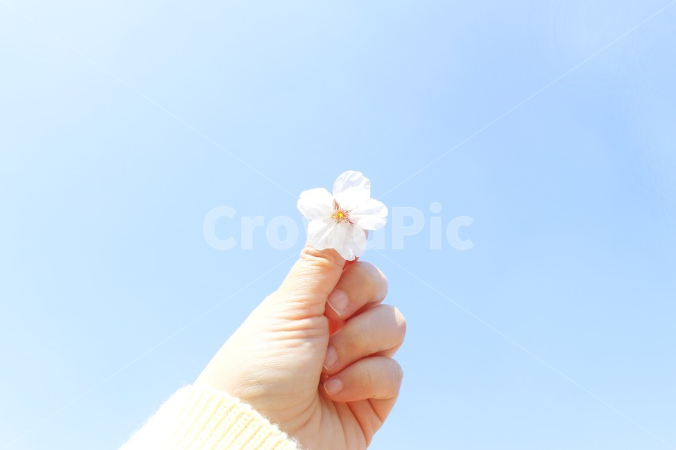 손,봄,하늘,벚꽃,꽃,plant,식물,인간,사람,human,hand