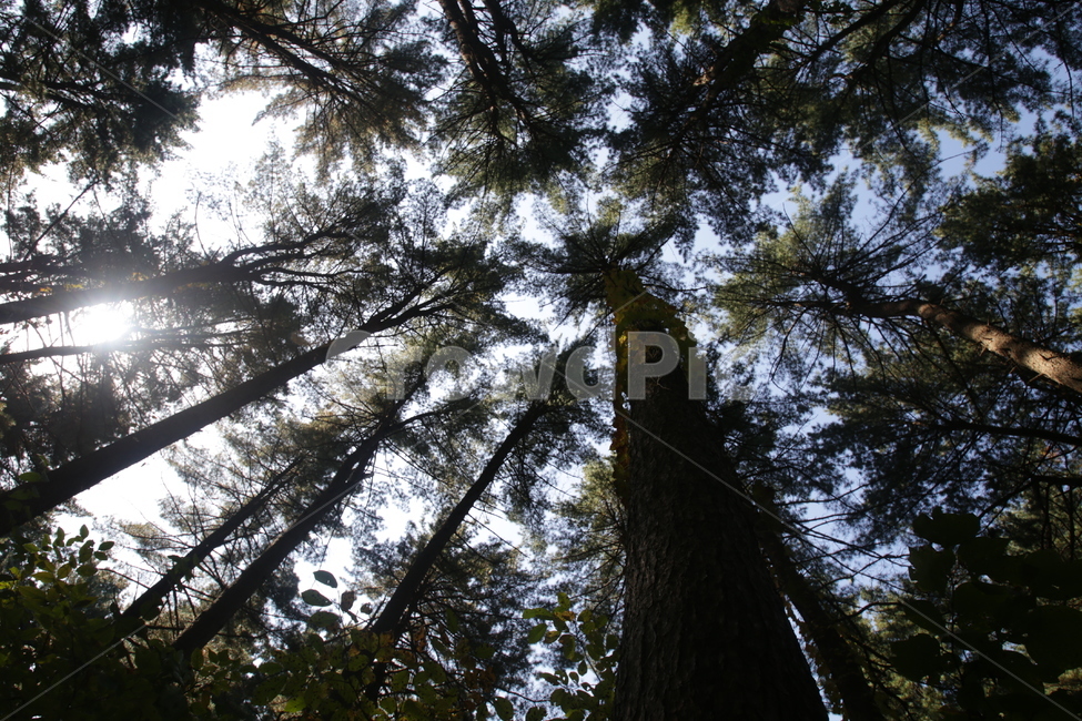 tree,나무,plant,식물,잣나무,식물,자연,plants,nature,나무,trees,wood