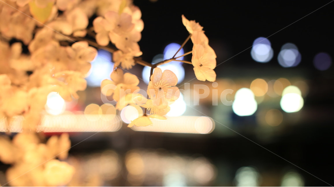 벚꽃,인조벚꽃,풍경,불빛,야경,야경,밤,풍경,nightscape,night,landscape,꽃,flower,plant,식물