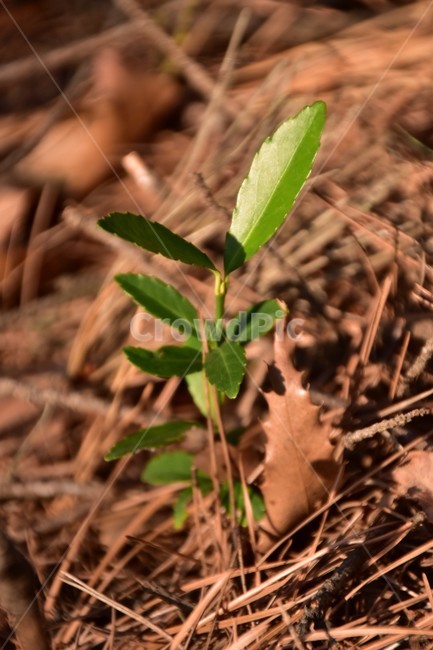 꽃봉산길,산청군,봄의생명,봄,갈비속생명
