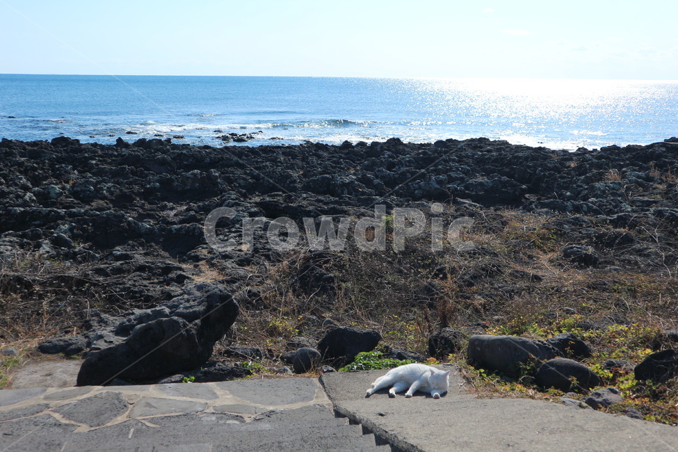 귀찮은,고양이,바다,청량한,풍경,제주,길고양이,그루밍,kitty,sea,straycat,grooming,cat,clear,landscape,jeju,korea