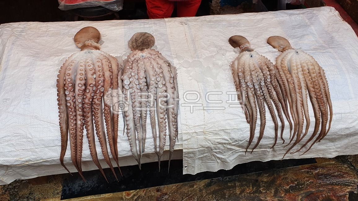 수산시장,시장,한국시장,해산물,물고기,fish,fishmarket,마트,market,마켓,mart,marketplace,음식,식재료,요리,food,cook,meal,dishes,foodreserves,수산물,fisheryproducts,seafood,sealife,해양생물,animal,동물,오징어,문어