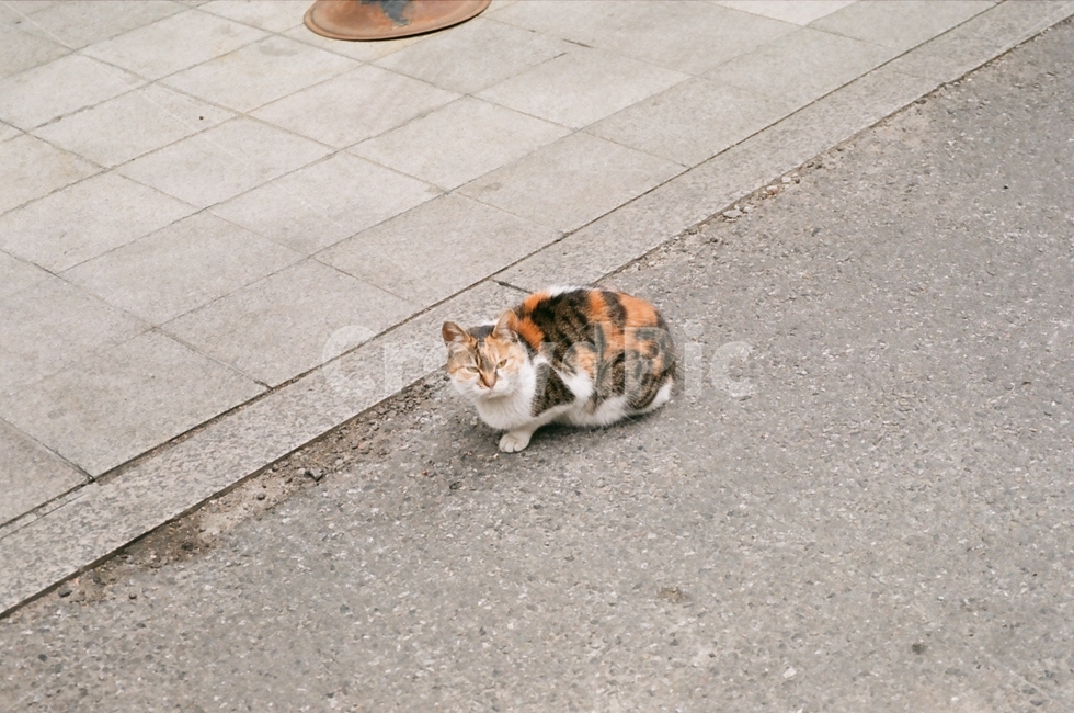 고양이,길고양이,귀여움,애교,기분좋음,동물,animal,포유류,mammal,고양이,cat,kitten,kitty