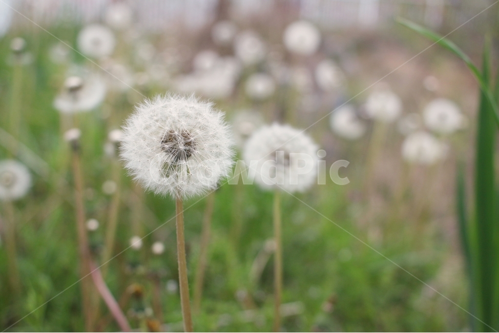 민들레홀씨,홀씨,봄,식물,봄꽃,식물,자연,plants,nature,꽃,flower