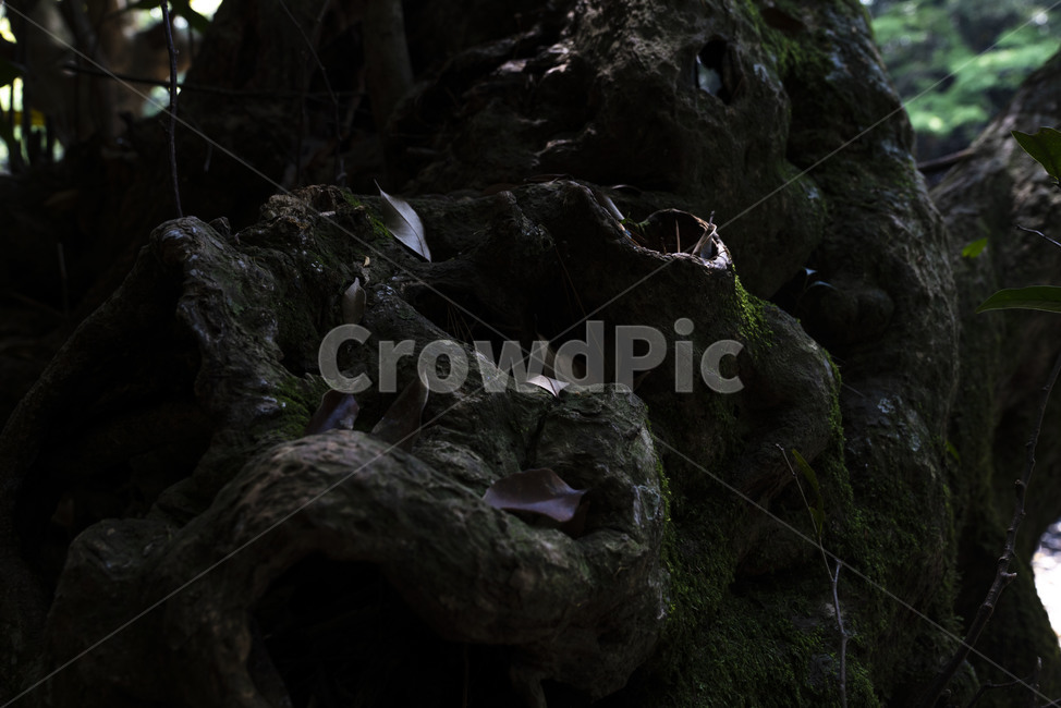 숲,숲길,제주도,제주숲길,forest,wood,leaf,나무,나뭇잎,tree,green,jeju,landscape,이끼,자연,nature