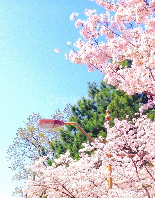 봄,spring,꽃,flower,계절,season,봄꽃,따스함,감성사진,감성,emotion,하늘,자연,sky,nature,한국적,korea,나무,tree,자연풍경,봄,계절,spring,season,식물,자연,plants,nature,꽃,flower,감성,sensible,feeling,plant,cherry blossom,벚꽃,blossom