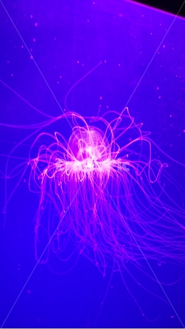 해파리,독,보라색,파란색,바다생물,투명,촉수,다리,징그러움,jellyfish,poison,puple,blue,seacreature,invisible,tentacle,leg,gross,동물,animal