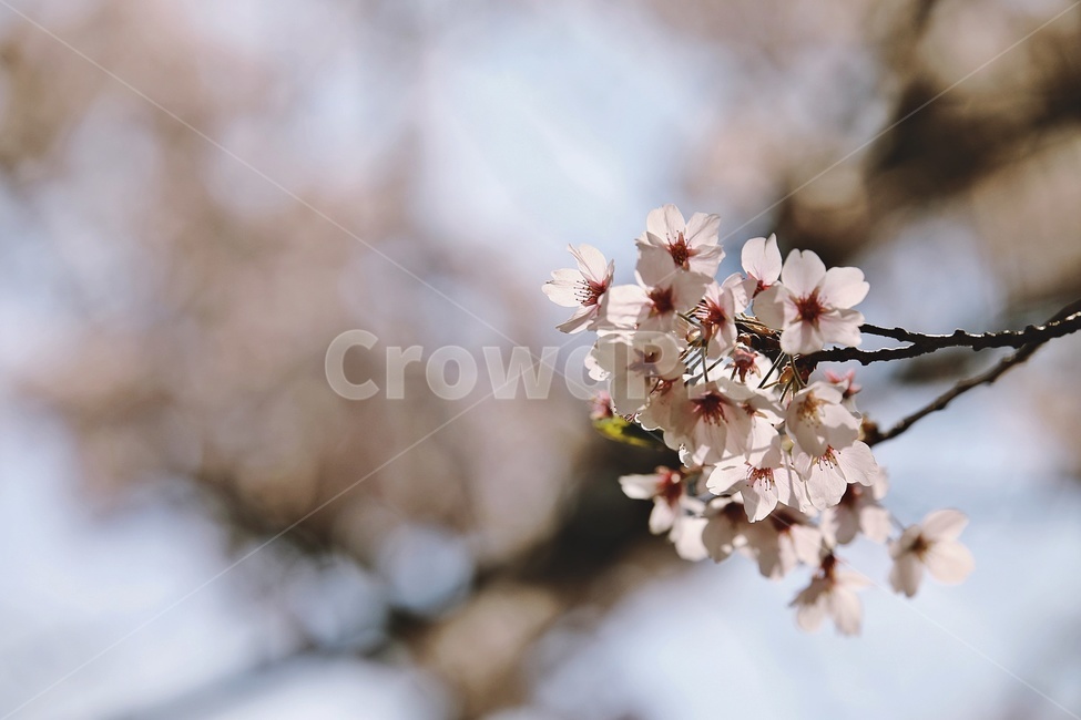 벚꽃,벚나무,cherryblossoms,flower,cherrytree,식물,자연,plants,nature,꽃,flower
