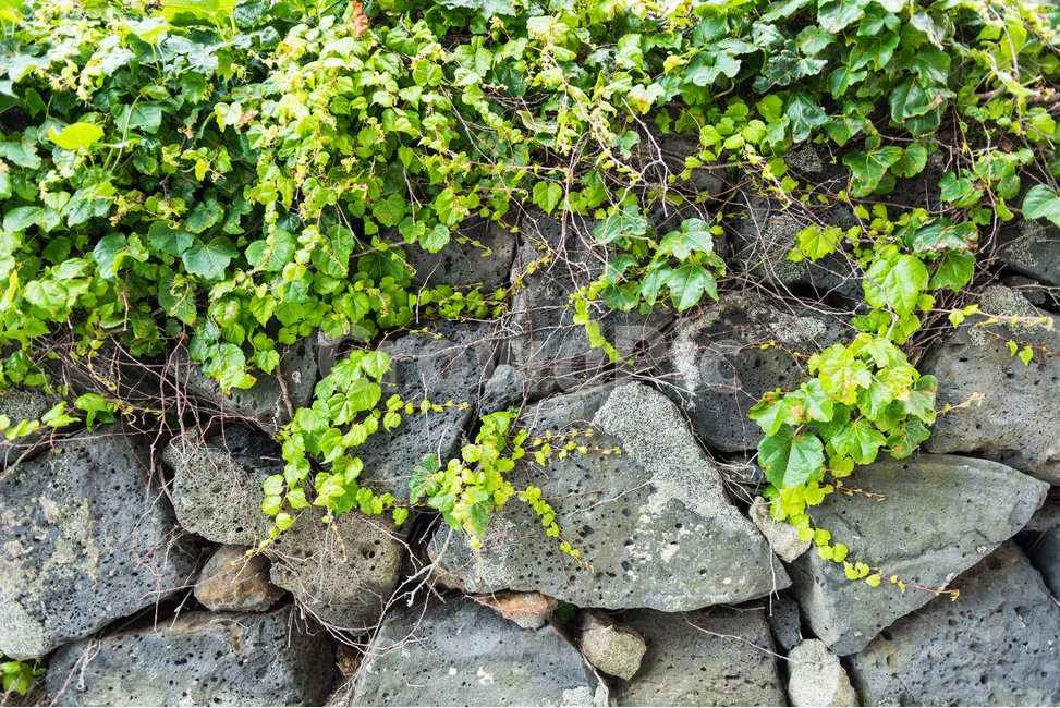 담장,전통,현무암,제주도,벽,배경,담쟁이덩굴,돌,담벼락,담,식물,자연,plants,nature