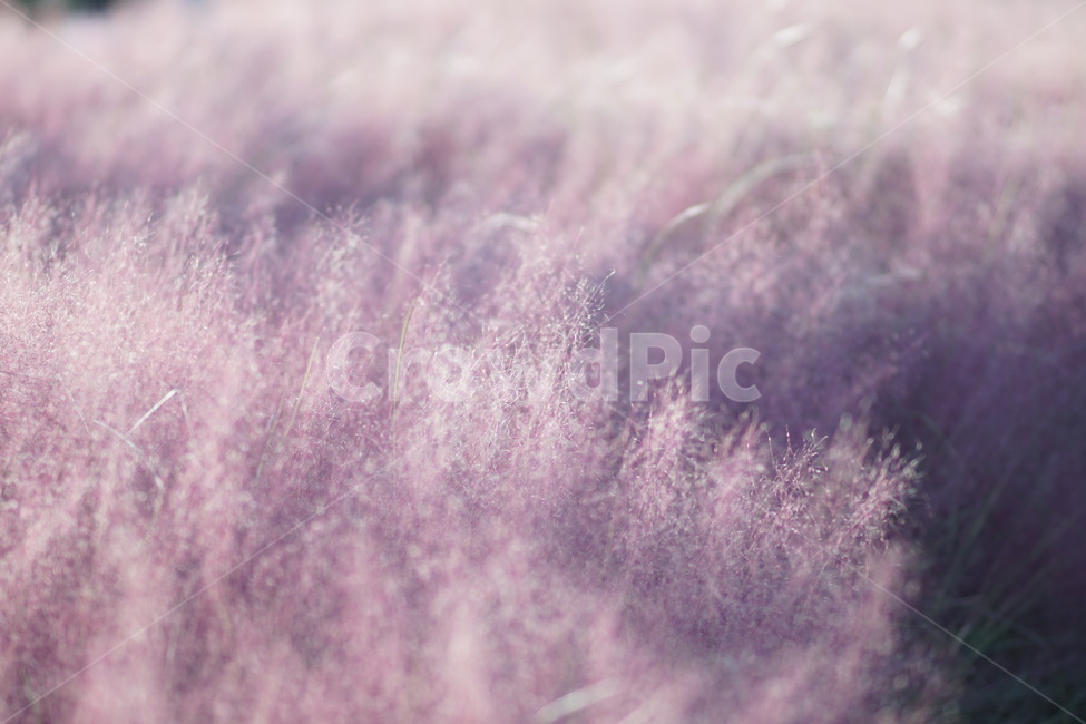 핑크뮬리,핑크,꽃,가을,하늘공원,pink,flower,autumn,가을,계절,fall,autumn,season,식물,자연,plants,nature