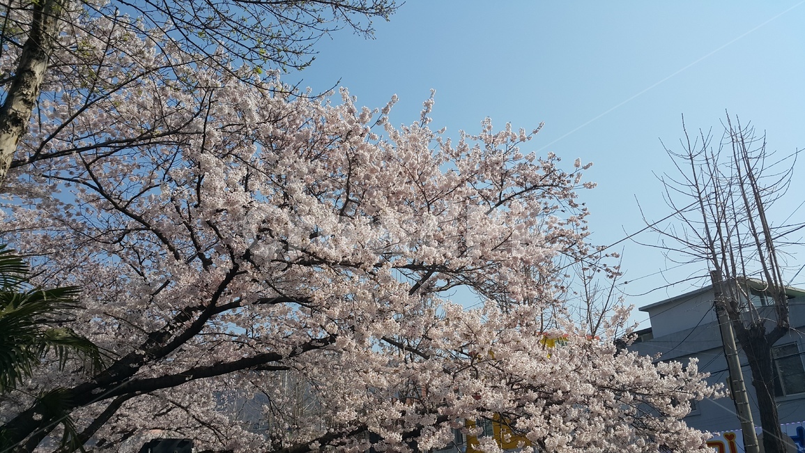 벚꽃,봄,나무,꽃,벚나무,flower,식물,자연,plants,nature,꽃,flower