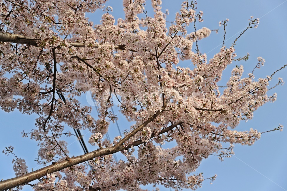 벚꽃,벚꽃나무,봄꽃,cherryblossoms,cherryblossomstree,봄,계절,spring,season,식물,자연,plants,nature,꽃,flower,plant,blossom,cherry blossom