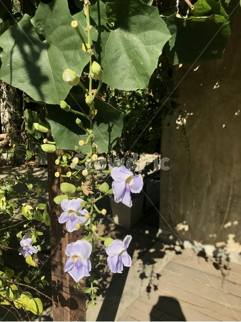 꽃,flower,plant,식물,geranium