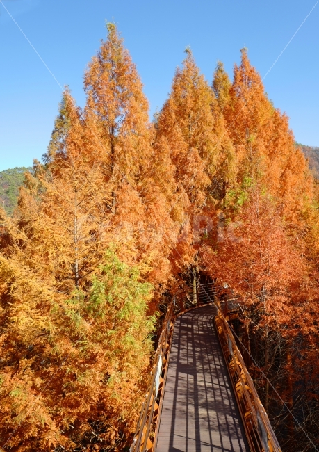 가을,데크,단풍,나무,메콰세콰이어,가을,계절,fall,autumn,season,자연,풍경,nature,landscape,한국자연풍경,한국자연경관,korea nature landscape,교통,교통수단,traffic,transportation,plant,식물,tree