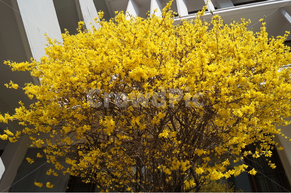 개나리,봄,노란꽃,식물,flower,식물,자연,plants,nature,꽃,flower
