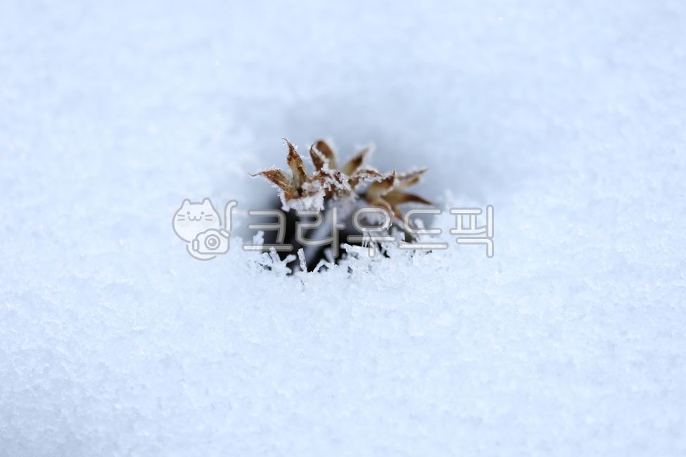 General Dong,sprout,Spring news,nature,harsh winter,winter,cold,ice,mistletoe,Frost,spring,Snow Flower,snow,december