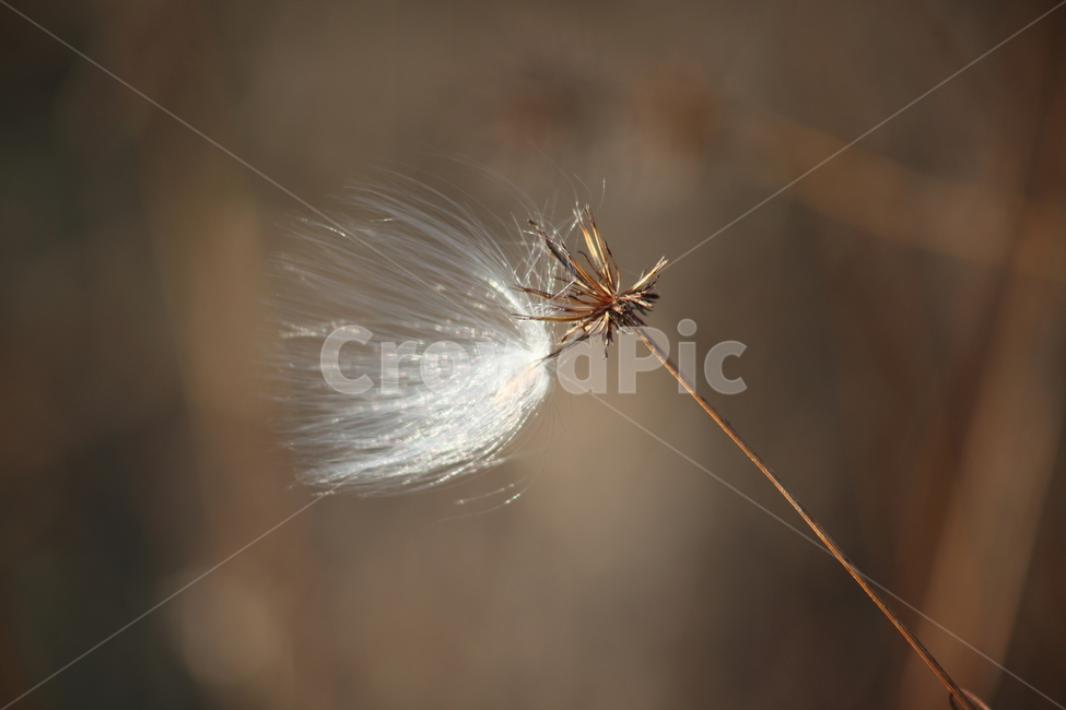 홀씨,박주가리,씨앗,종자,seed,식물,자연,plants,nature