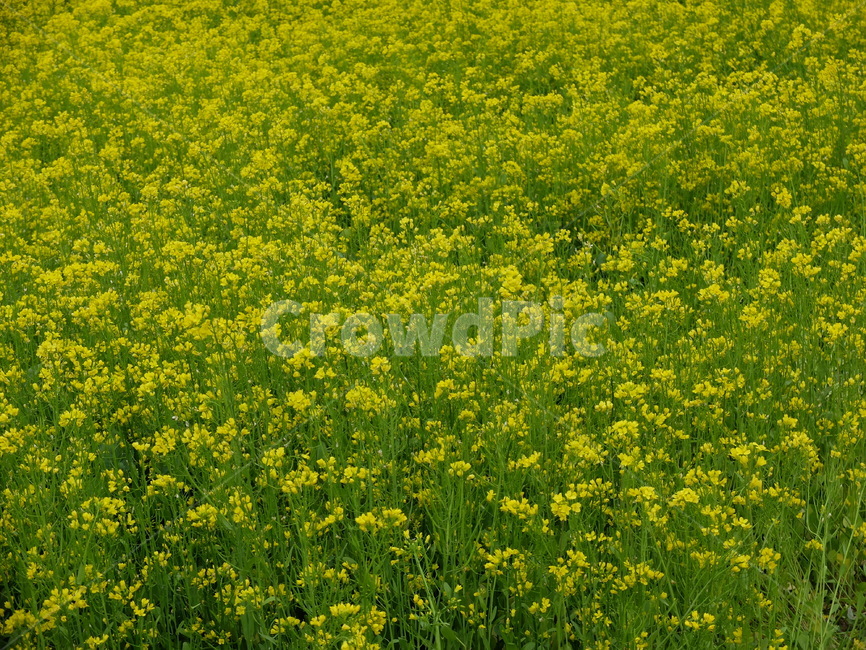 유채꽃,순천유채밭,유채꽃밭,들판,순천,식물,자연,plants,nature,꽃,flower