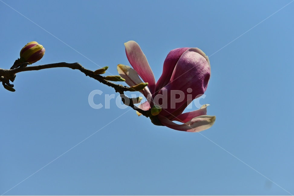 plant,식물,목련,자목련,꽃,봄꽃,봄,계절