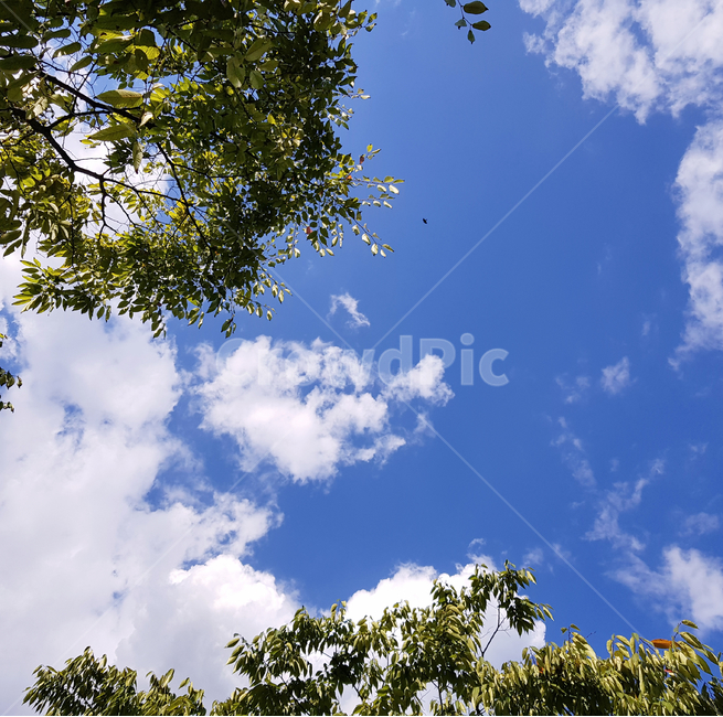 sky,하늘,나무,tree,식물,plant