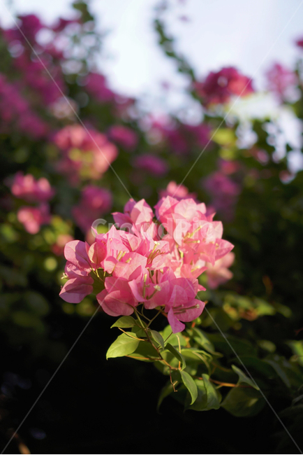 부겐베리아,꽃,flower,핑크,plant,식물,자연,햇빛,베트남,blossom,식물,자연,plants,nature,꽃,flower