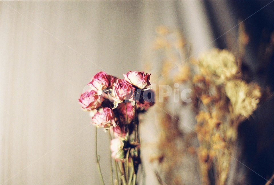 꽃,드라이플라워,꽃다발,dryflower,인테리어소품,꽃,flower,실내용화초,화분,화초,house plant,감성,sensible,feeling,인테리어,실내디자인,interior design