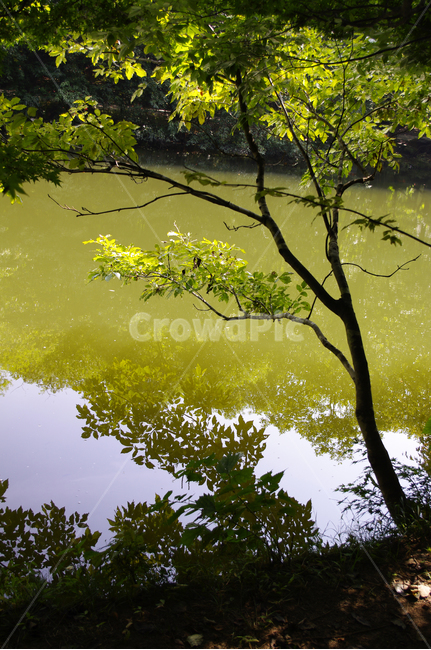 강,물,나무,그림자,반영,자연,풍경,nature,landscape,leaf,잎,plant,식물,outdoors,옥외