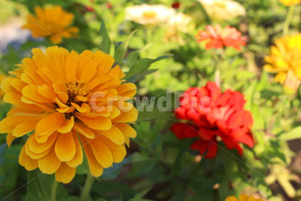 꽃,노란꽃,빨간꽃,화단,꽃밭,식물,자연,plants,nature,꽃,flower
