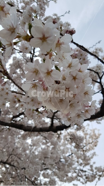 꽃,벚꽃,나무,봄꽃,벚나무꽃