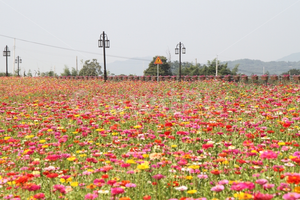 꽃,백일홍꽃,가을꽃,감성사진,꽃밭,자연,풍경,nature,landscape,한국자연풍경,한국자연경관,korea nature landscape,식물,plants,꽃,flower,outdoors,옥외,field,들,plant,blossom