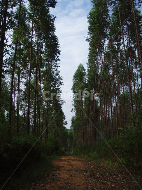 나무,하늘,tree,sky,자연,nature