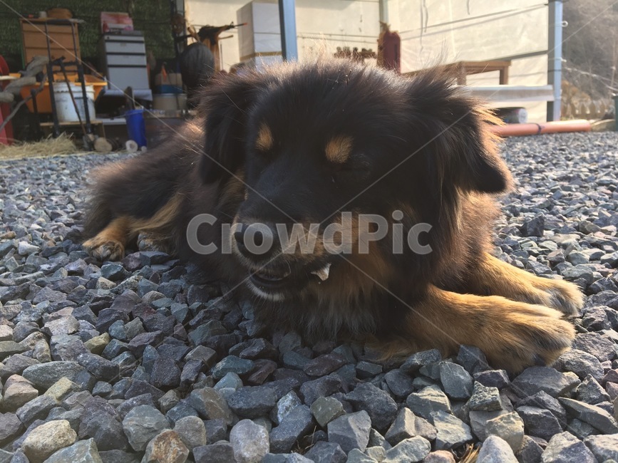 간식,개,강아지,음미,자갈,장털,동물,animal,포유류,mammal,개,강아지,dog,doggy
