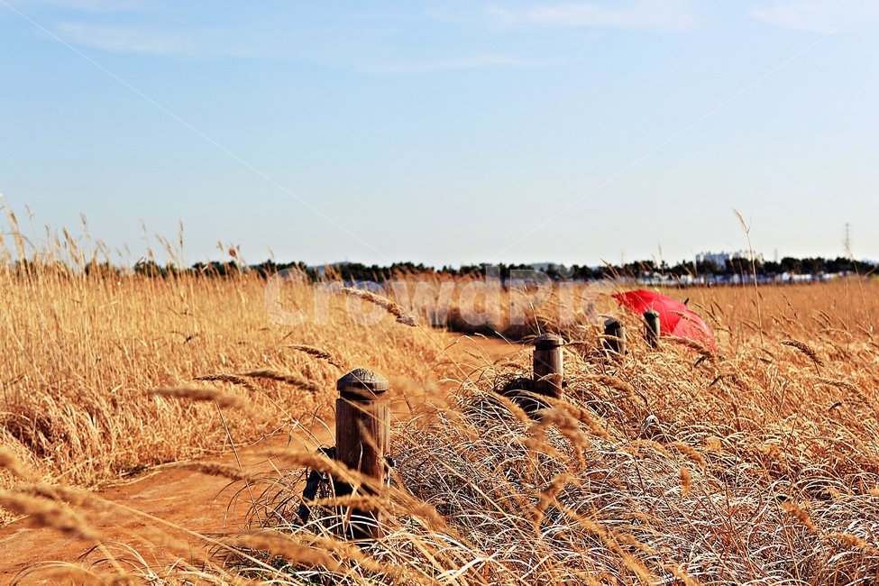 갈대,생태공원,빨강우산,갈대숲길,풍경,자연,배경,가을,계절,fall,autumn,season,ground,바닥,soil,흙,outdoors,옥외,nature
