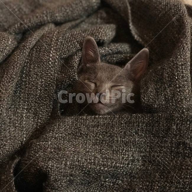 새끼고양이,cat,동물,kitten,animal,동물,animal,포유류,mammal,고양이,cat,kitten,kitty