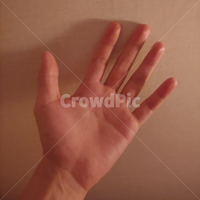 손바닥,손가락,남자,손,손금,사람,인물,인간,human,person,신체일부,몸,body