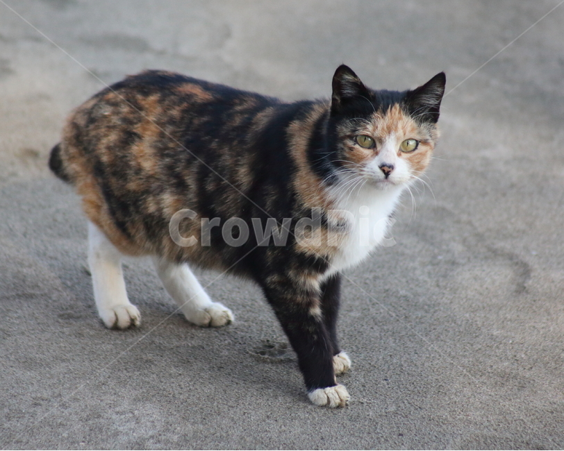 고양이,길냥이,야옹이,동물,cat,동물,animal,포유류,mammal,고양이,cat,kitten,kitty