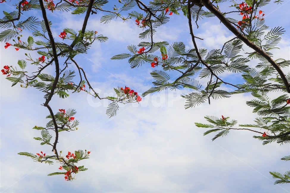 꽃,빨간꽃,자연,하늘,나무,감성사진,flowers,tree,nature,sky