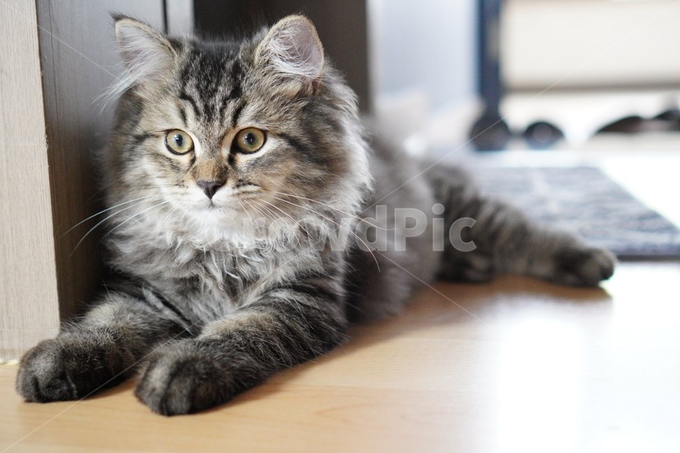 고양이,귀여운고양이,어린고양이,페르시안고양이,냥이,야옹이,반려묘,cat,cutecat,동물,animal,포유류,mammal,고양이,cat,kitten,kitty